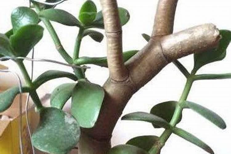 玉树移栽多长时间生根杀虫 玉树移栽多久生根杀虫