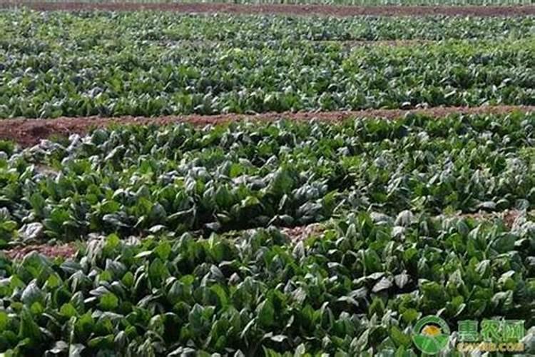 种菜多长时间可以施肥