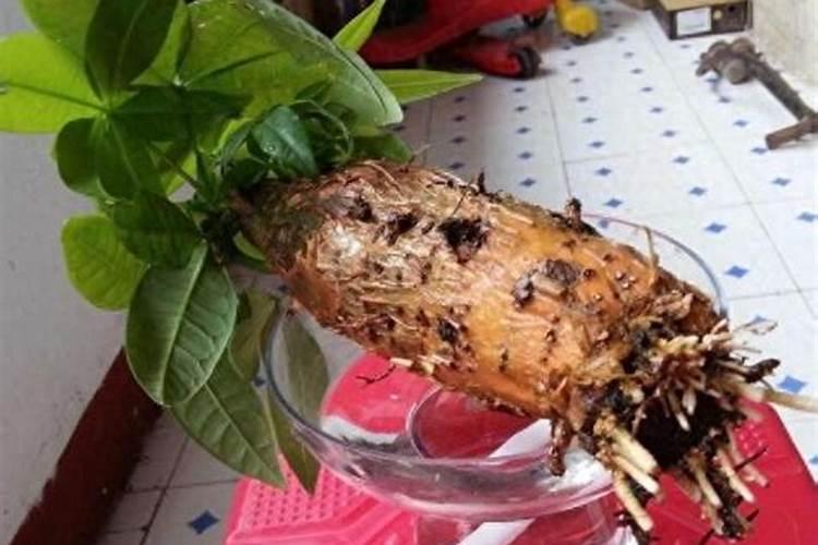 发财树烂根了怎么处理才能救活