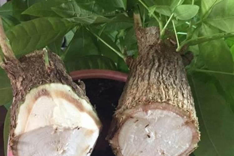 发财树烂根怎么补救方法