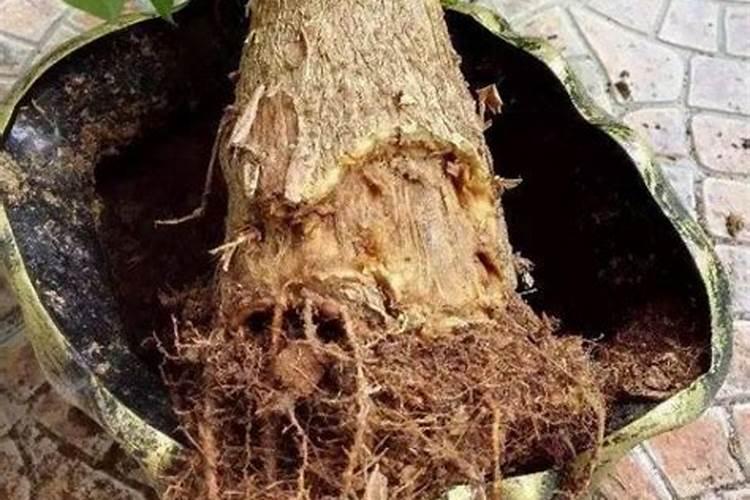 发财树烂根怎么补救