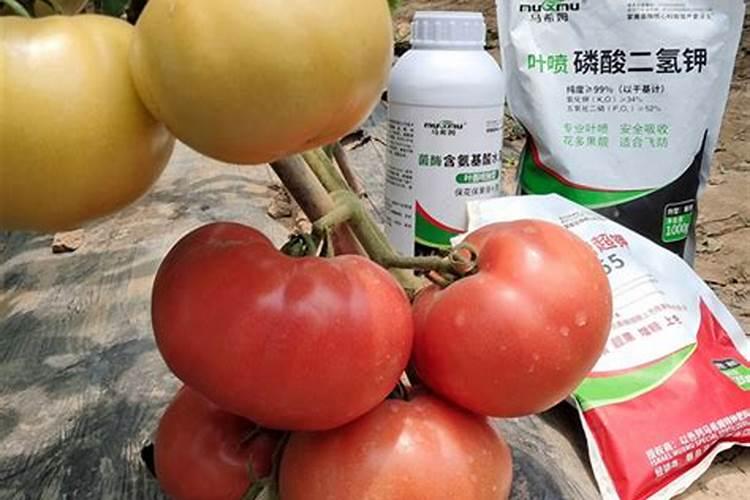 碧玉植物怎么养施肥,充足光照薄肥勤施