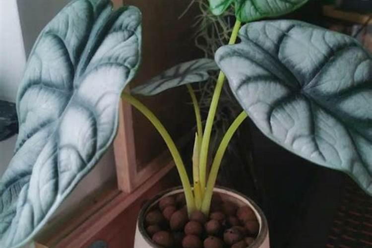 河北东光化肥厂