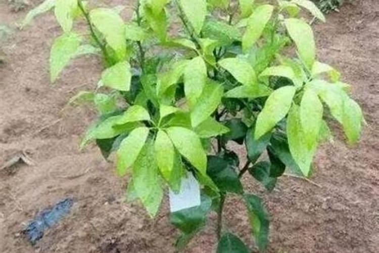 种菠菜用什么肥料