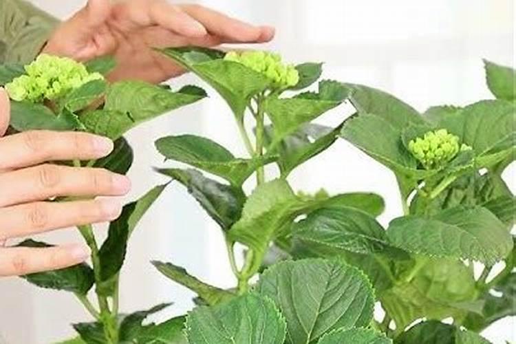 绣球花不开花的原因及处理方法