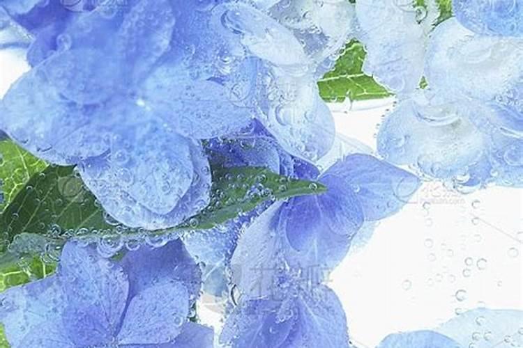 绣球花肥制作与使用方法