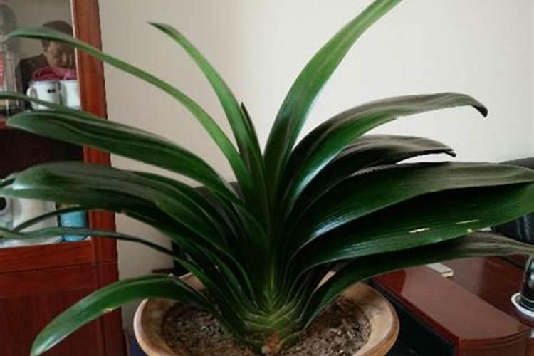 君子兰叶子怎么养能富有光泽,做好这五点变得郁郁葱葱