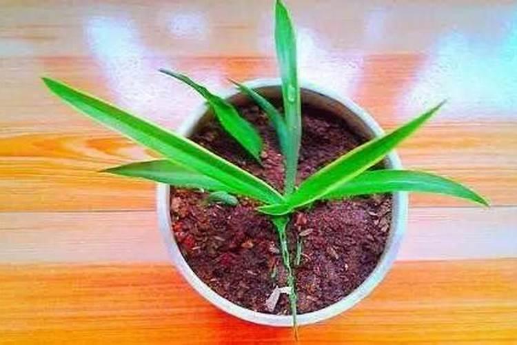 5种酸性花,总是容易黄叶,硫酸亚铁定期浇,叶子浓绿光亮,为什么呢？