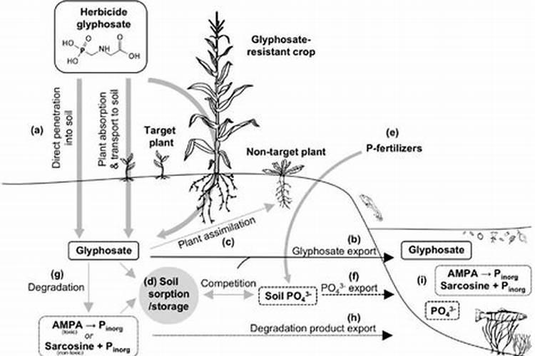 大树烂根用什么药好？