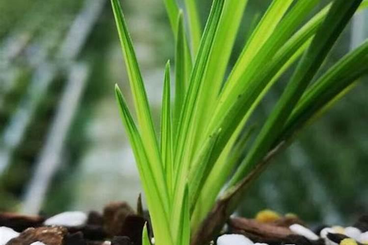 改善土壤土质的最好方法