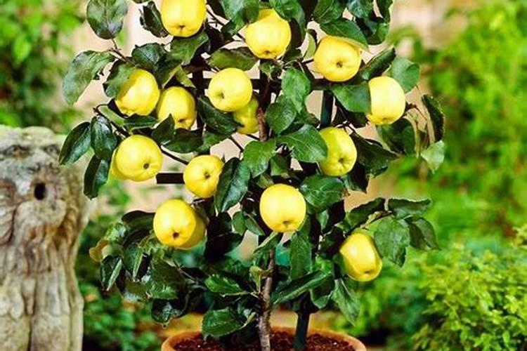 水稻缺硅要怎样施用硅肥改善？