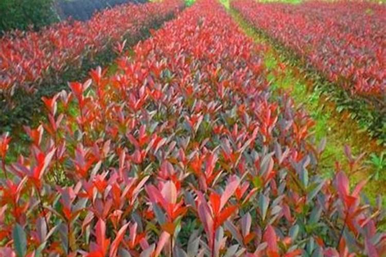 南方哪个月适合种植果树 南方几月适合种植果树