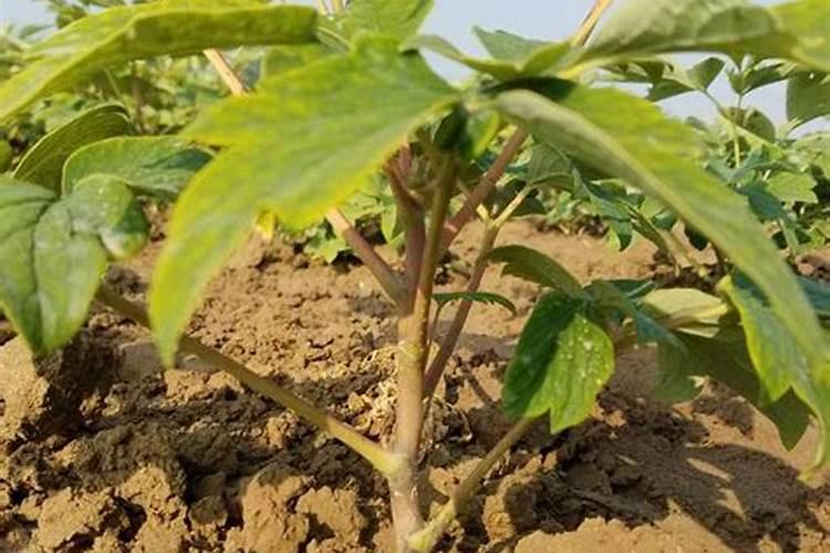 牡丹花怎么施肥