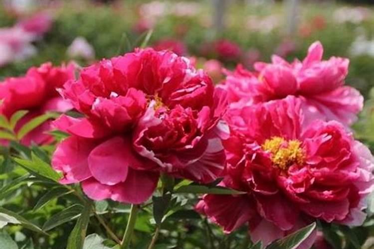 牡丹花的施肥方法