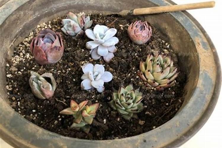 ...牡丹,现在出来了十个花苞,应该怎么修剪？怎么施肥？恳请有经验的人指点...