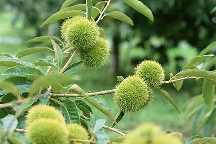 板栗树用什么叶面肥好？