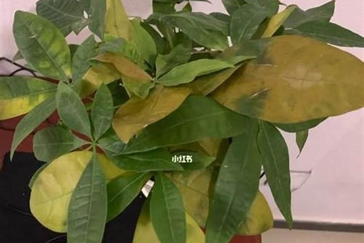 种瓜用什么肥料好又甜又大。