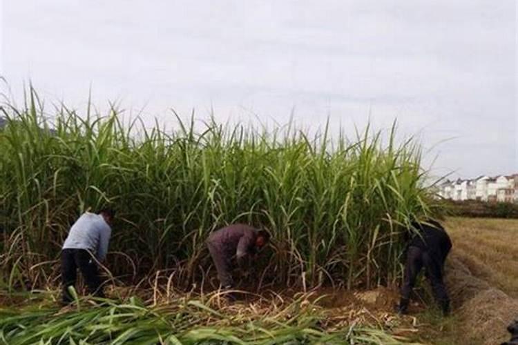 甘蔗施什么肥长得最快