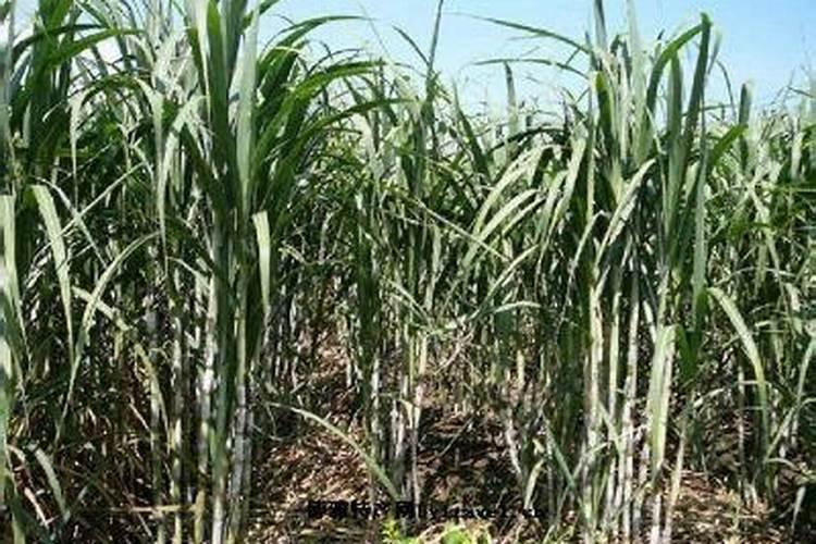 甘蔗增甜用什么药