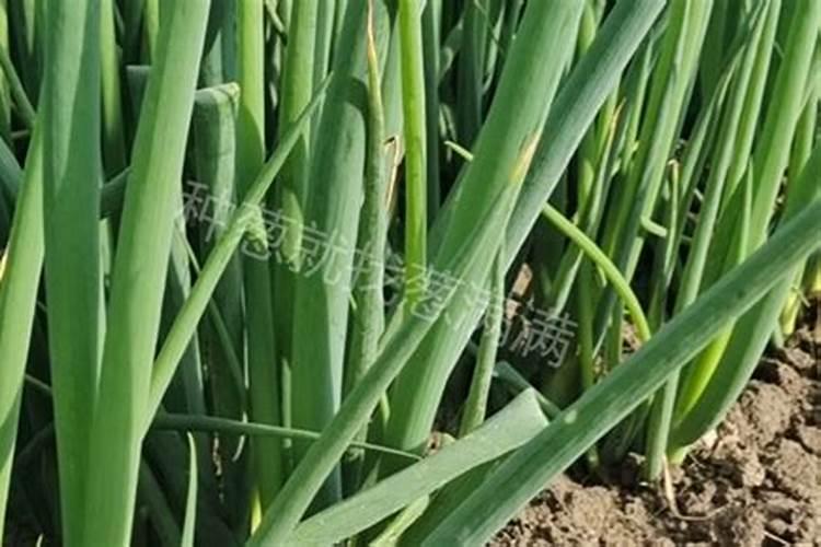 落地生根怎么浇水