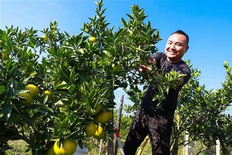 黄瓜西红柿多久浇一次水