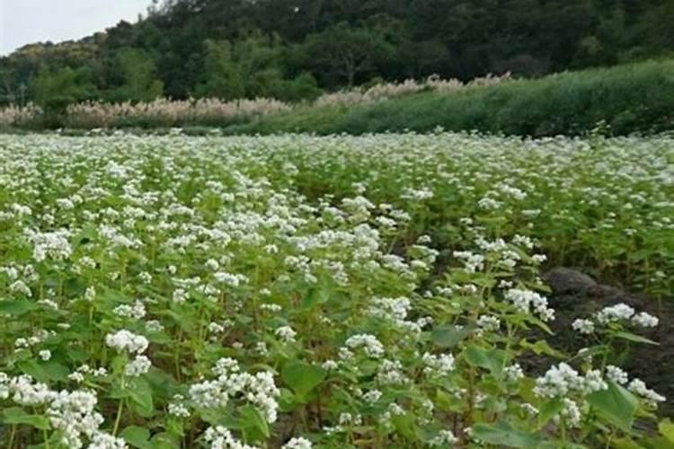 磷肥与尿素能不能混合