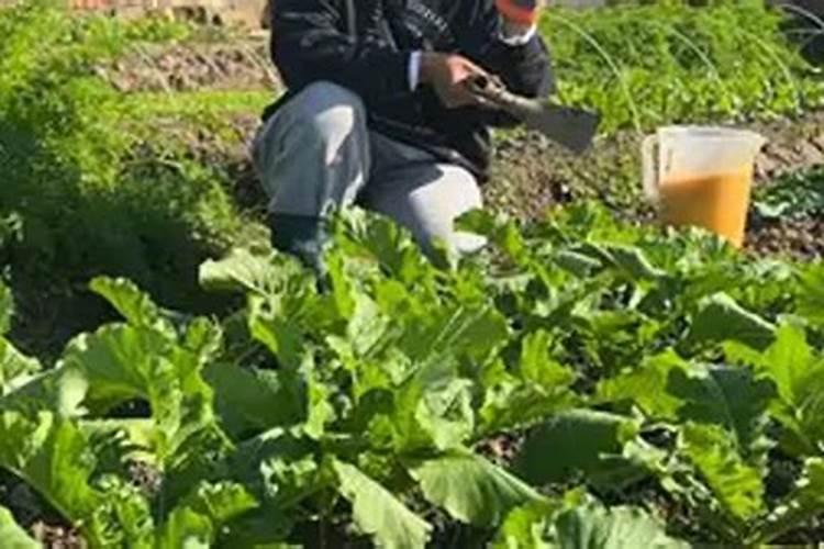 蔓越莓的七大功效和作用是什么？