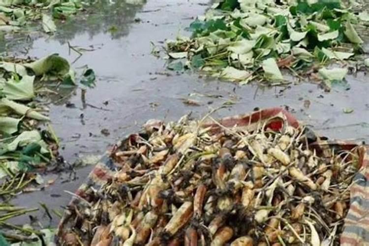 种莲藕用什么土比较好