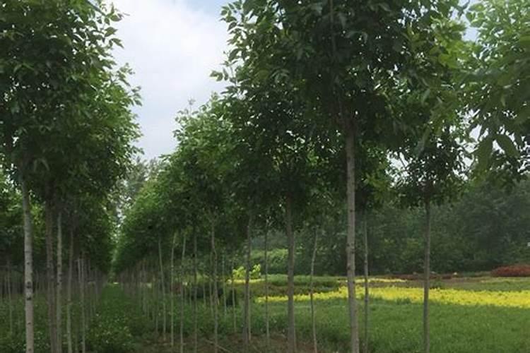 盆栽金桔什么时候施肥