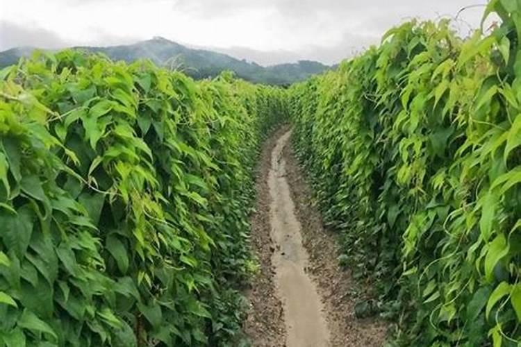 蟹爪兰花期应该怎么浇水 蟹爪兰花期养护方法