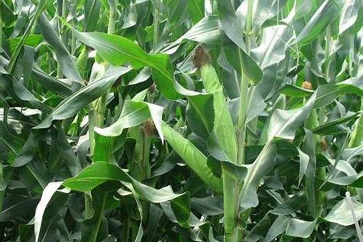 三角梅施肥过多叶子都掉了怎么办