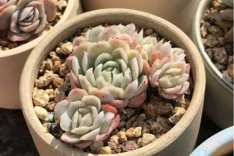 多肉的肉用什么肥料最好？