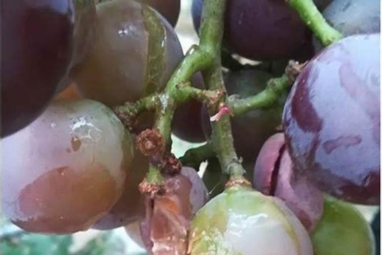 硅肥在大棚葡萄上什么时间用最好？