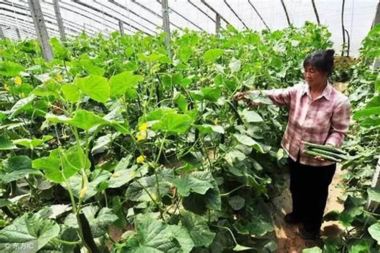 黄瓜浇什么肥料合适