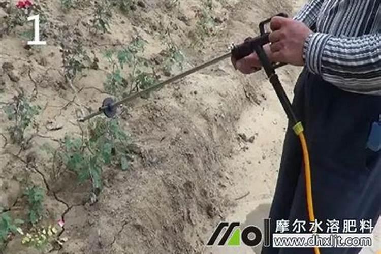 花生喷施硼肥的最佳时间 什么时候喷施最好