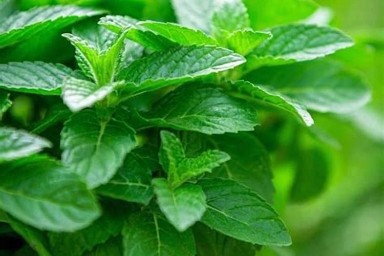 家庭中常见的氮肥有哪些