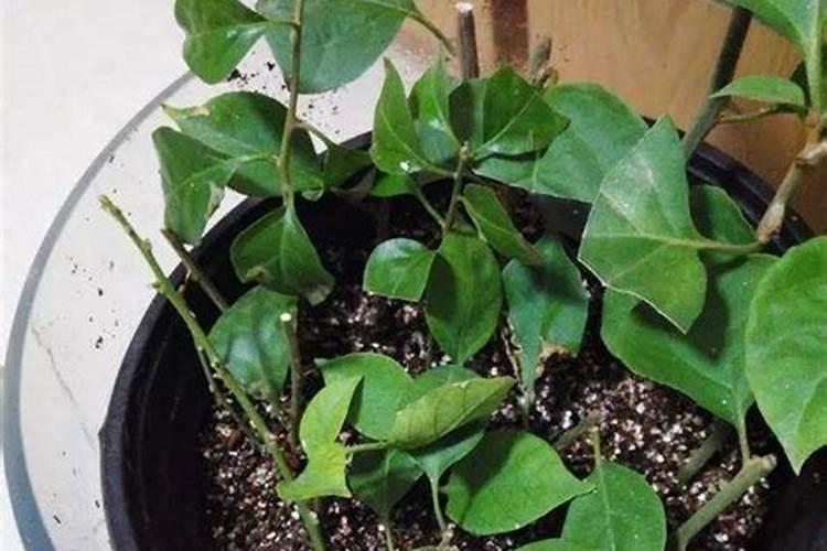 三角梅扦插后如何管理生根快