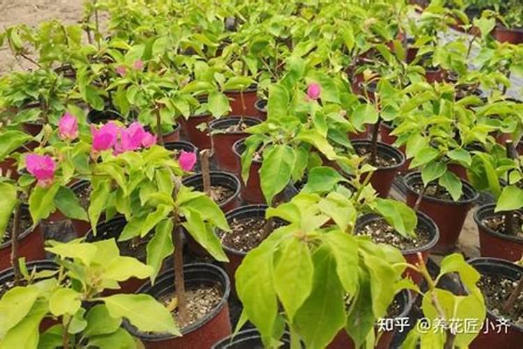 如何让三角梅快速生根