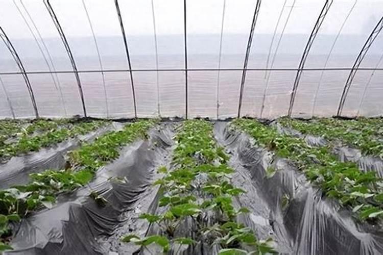 草莓各个时期的施肥方案 草莓施肥时间和方法