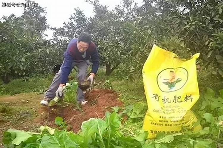 中药材壮根肥什么时候施肥,中药材追肥用什么肥料好？用什么肥料可以生根...