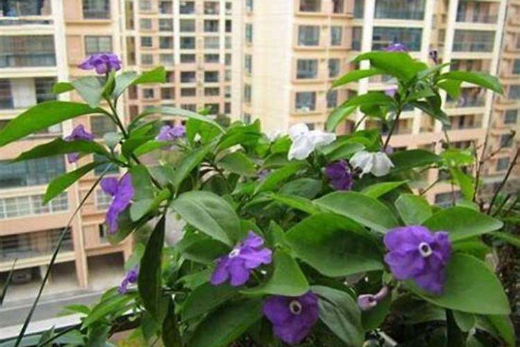 土培茉莉花需要施什么肥料