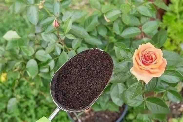 茉莉花的施肥方法