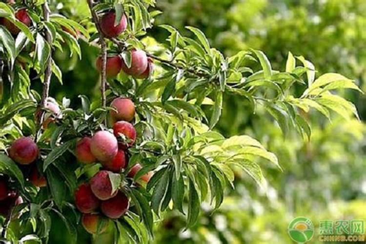 什么复合肥是水溶肥料