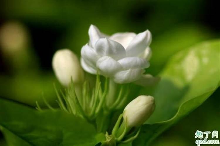 土培茉莉花需要施什么肥料