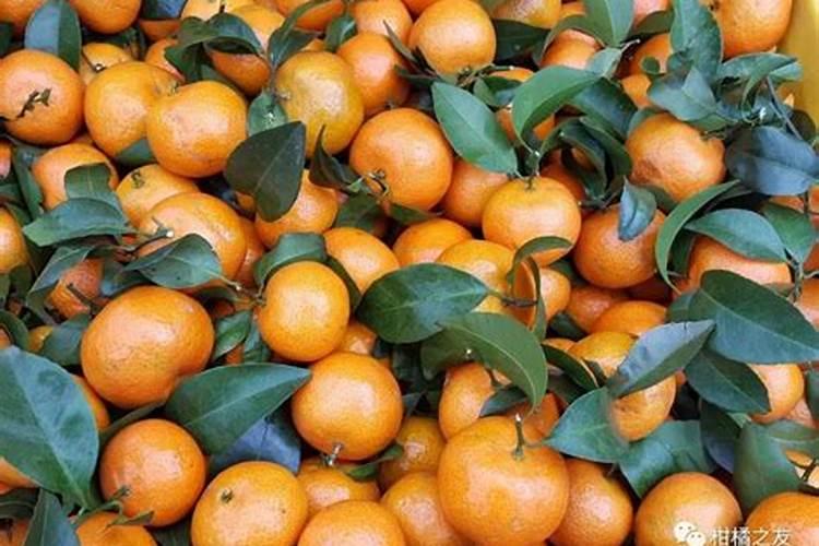 沙糖桔膨果用什么肥 如何施肥效果好