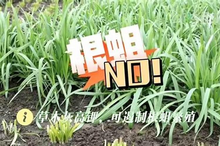 韭菜施什么肥料长得快