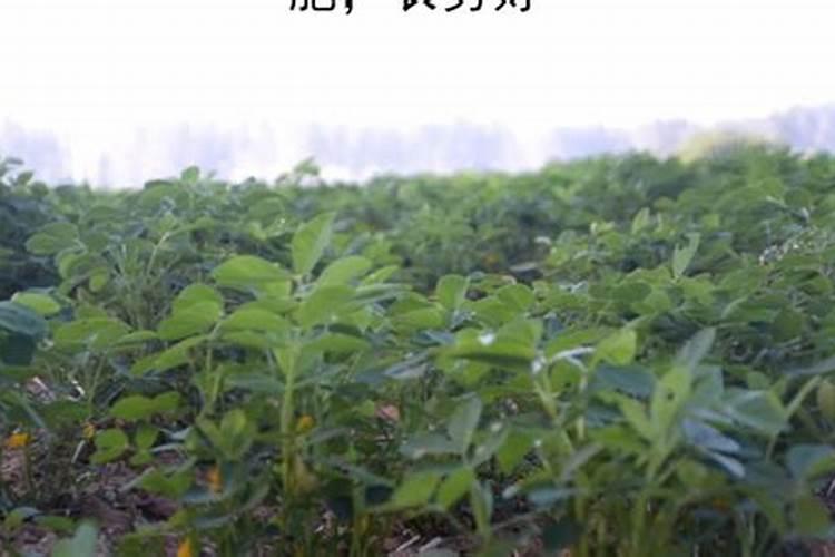 牡丹花在春天怎么施花肥？怎么培养？几天浇水一次？