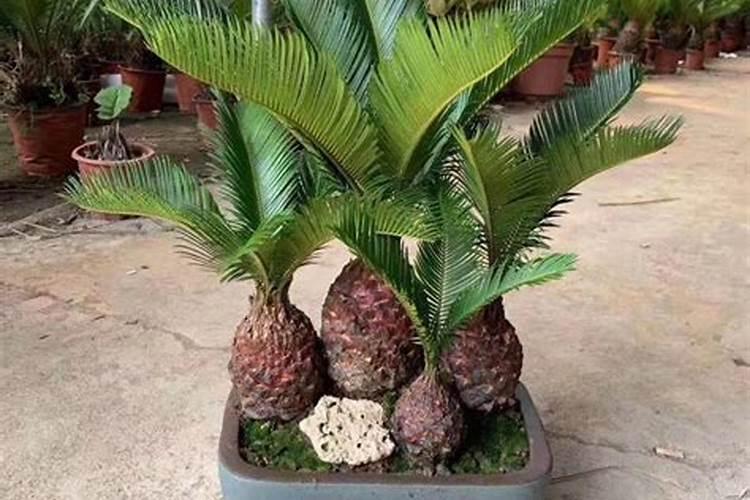 花肥后多久浇水