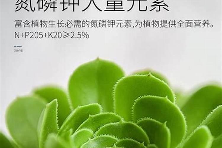 发财树用什么肥料最好