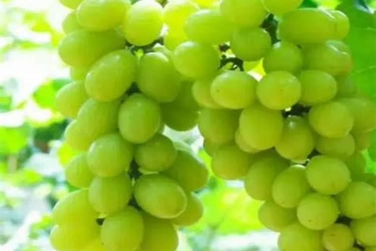 阳光玫瑰全年施肥管理 一年施肥要领有哪些